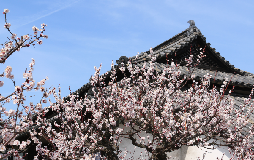 生家の花木